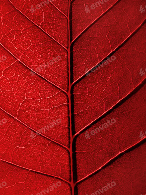 Preview: red leaf texture