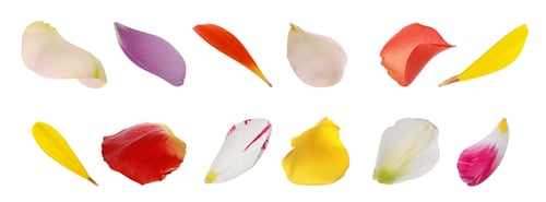 Preview: Colorful Petal Assortment Isolated on White Background