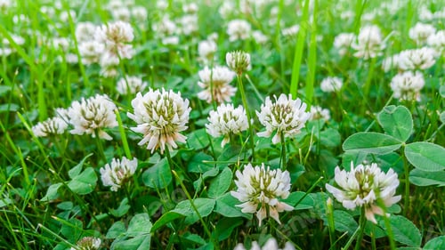 Preview: Medicinal plant, white clover field.
