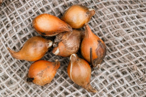 Preview: Species tulip bulbs sylvestris before planting on burlap