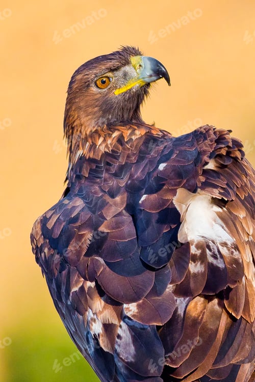 Preview: Golden Eagle, Mediterranean Forest, Spain