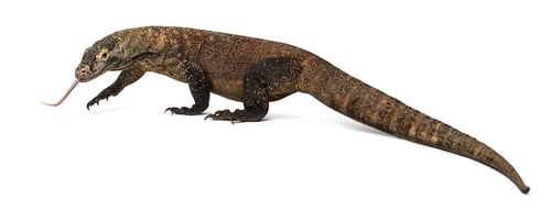 Preview: Komodo Dragon sticking the tongue out, isolated on white