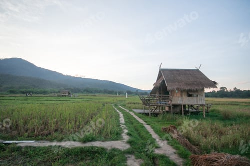 Preview: Landscape of rice fields in the evening