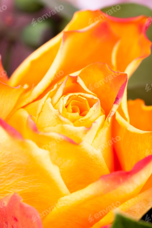 Preview: Beautiful flower macro shooting in studio