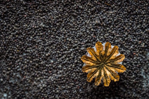 Preview: Dried poppy heads and seeds.