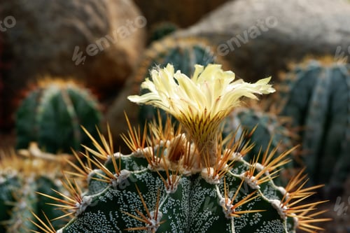 Preview: Beautiful blooming cactus, selective focus blurred green nature background.