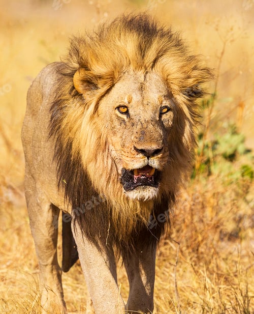 Preview: A Magical Botswana Wildlife pictures