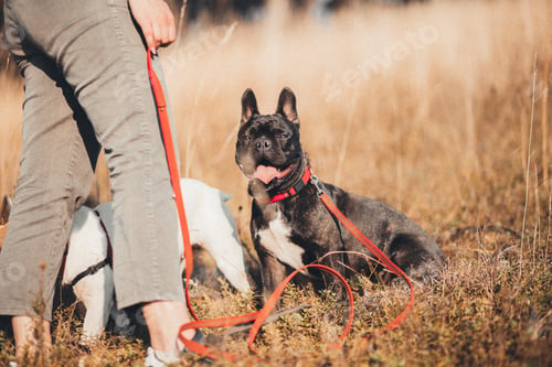 Preview: Frenchie