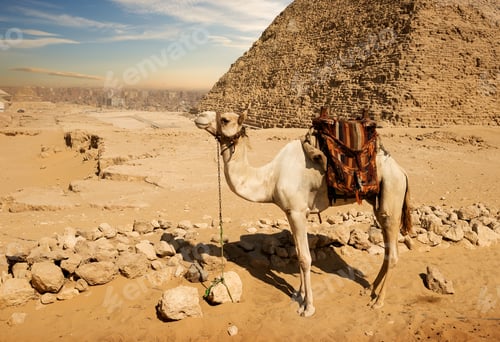 Preview: Camel near ruins