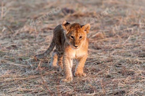 Preview: Lion cub
