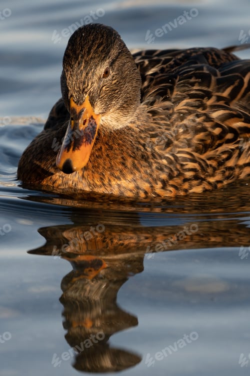 Preview: Portrait of a brown duck