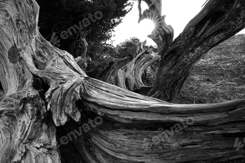 Preview: Amazing dry tree trunk in sunlight