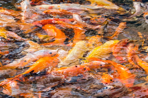 Preview: colorful koi fish