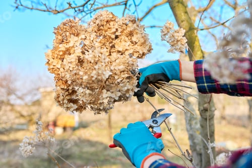 Preview: Seasonal spring work in the garden backyard, pruning a hydrangea bush with pruning shears