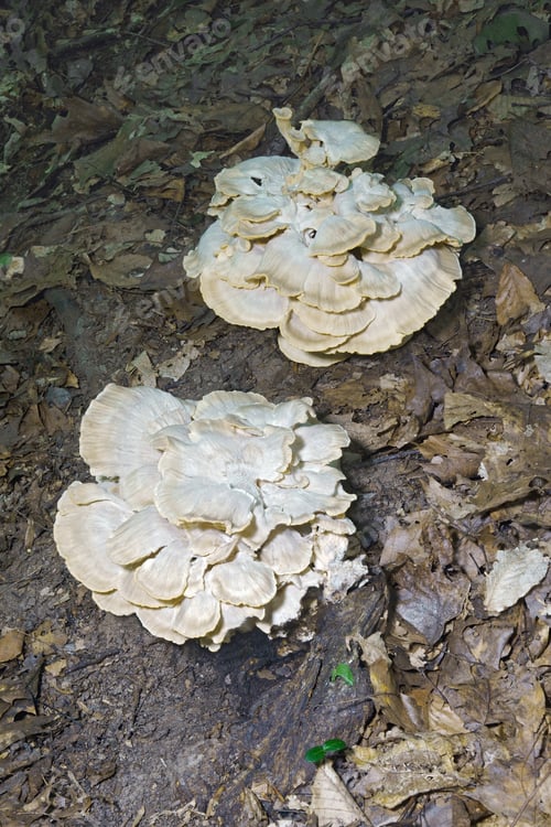 Preview: Giant Polypore (Meripilus Sumstinei). Called Black Staining Polypore Also. Synonym: Grifolia