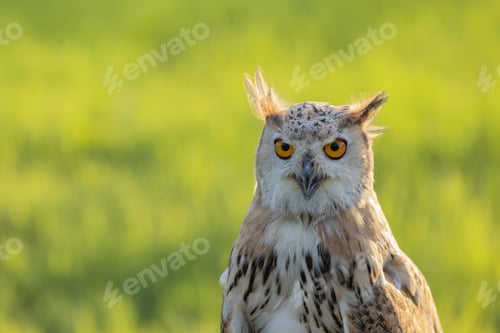 Preview: Close-Up of Eurasian Eagle-Owl