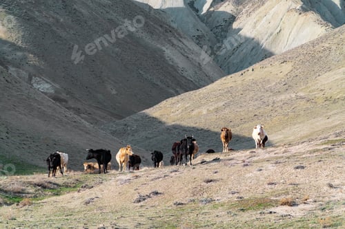 Preview: Herd of cows in the mountains