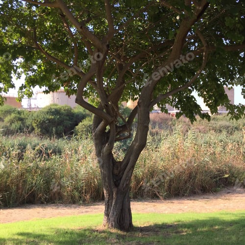 Preview: Tree