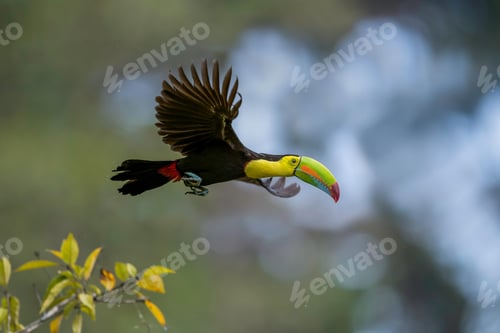 Preview: toucan, bird, colours, tropics