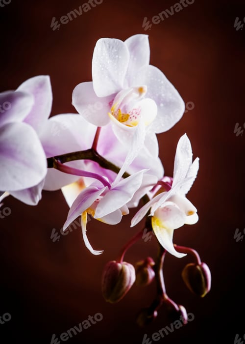 Preview: White and pink blooming orchid