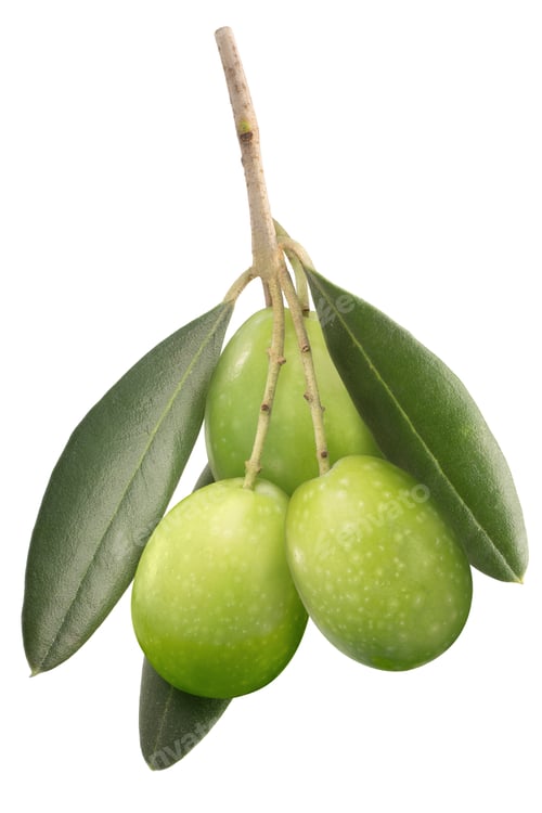 Preview: Green olives on branch w leaves, paths