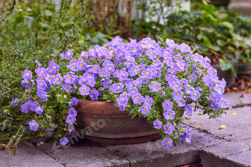 Preview: Spring has sprung. Shot of flowers in springtime.