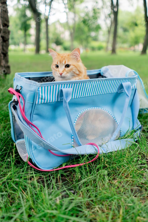 Preview: in the summer in a park on green meadow, a red fluffy cat sits on a pink leash near a soft blue