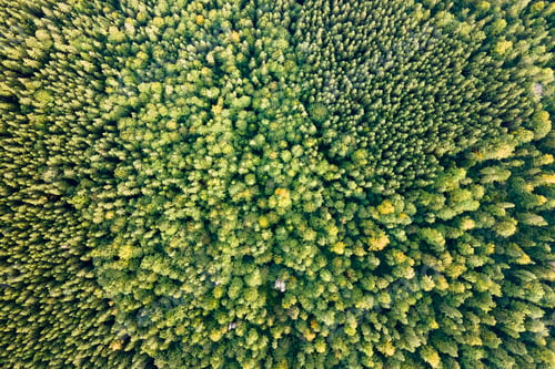 Preview: Aerial view of green pine forest with dark spruce trees. Nothern woodland scenery from above