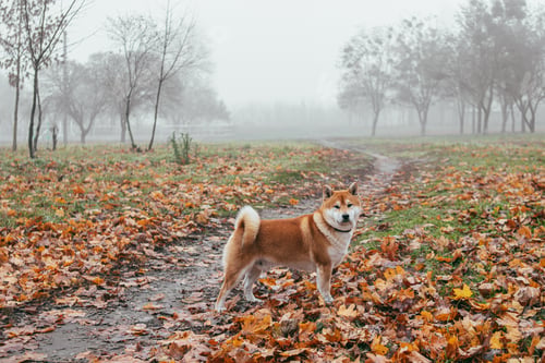 Preview: Japanese Shiba Inu breed dog