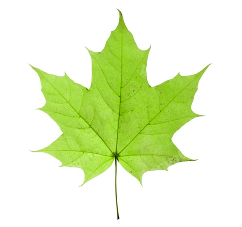 Preview: maple leaf isolated on white background