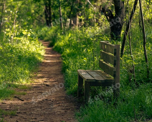 Preview: Wooden bench in the woods in Louisville, Kentucky, USA