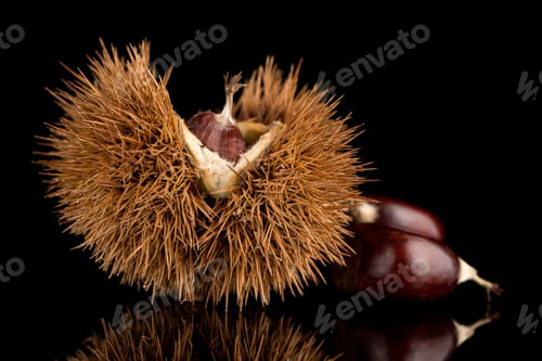 Preview: Chestnuts on a black reflective background