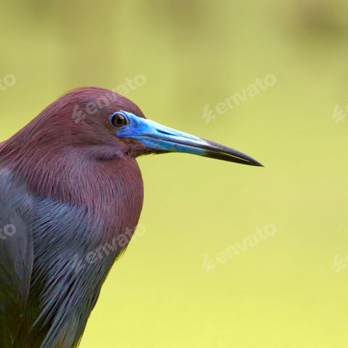 Preview: Closeup of a Little Blue Heron on a green meadow