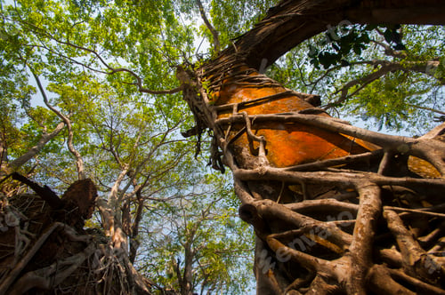 Preview: Old tree roots covered walls. Abstract Background