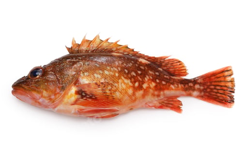Preview: marbled rockfish