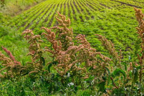 Preview: Rumex in the flowering meadow near field. Horse sorrel
