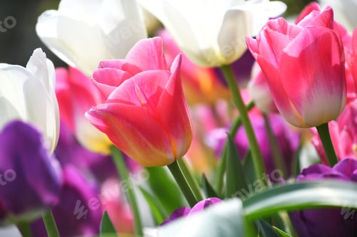 Preview: Colorful tulips blooming in a garden in the spring.