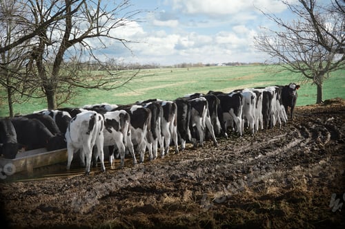 Preview: Rear view of cows feeding from trough in dairy farm field