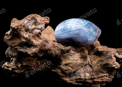 Preview: Nerite Snail Shell on Driftwood