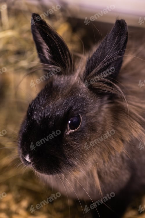 Preview: Funny cute brown rabbit in a cage close-up. Bunny pet at home