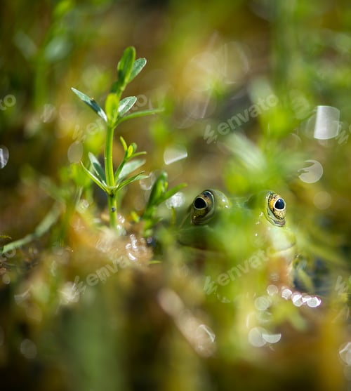 Preview: green frog on waters