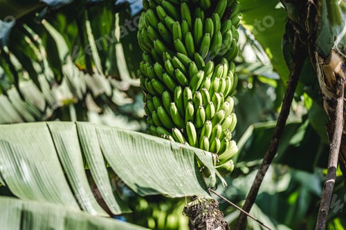 Preview: Green bananas hanging in tropical foliage.