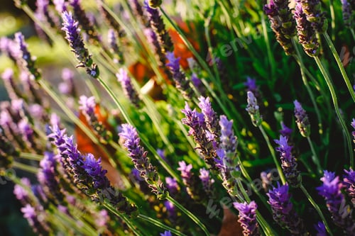 Preview: Lavender, beautiful and romantic aromatic plant with bright colors.