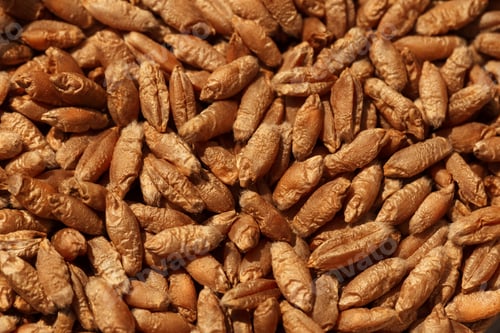 Preview: Wheat grain as background texture