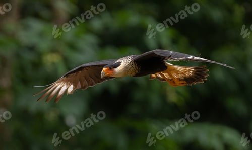 Preview: A Crested Caracara in the Rainforest