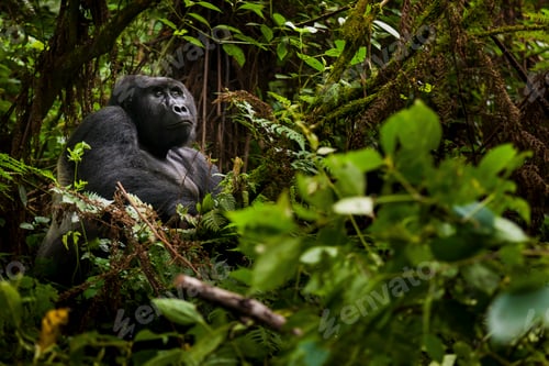 Preview: Mountain gorilla, Volcanoes National Park, Rwanda