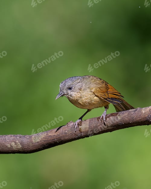 Vibrant Bird Resting on a Branch Outside