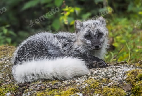 Preview: Arctic fox (Vulpes lagopus) also known as the white fox, polar fox, or snow fox.