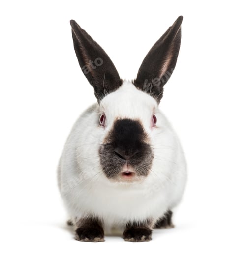 Preview: Russian rabbit sitting against white background