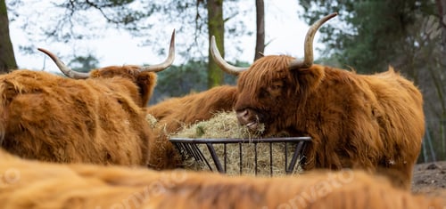 Preview: Herd of Highland cattle grazing in a rural setting, with trees and exposed soil in the background